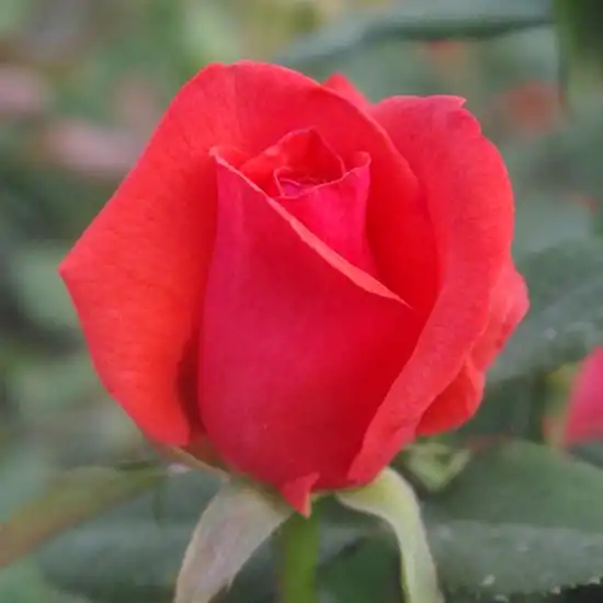 Roșu - Trandafiri - Resolut® - 